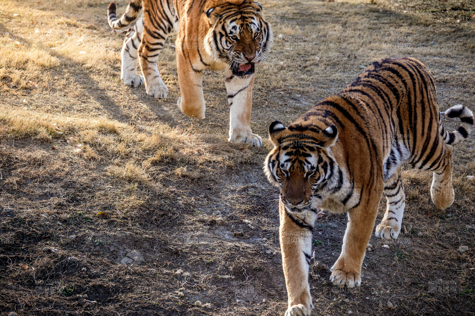 双虎并行 威风凛凛图片