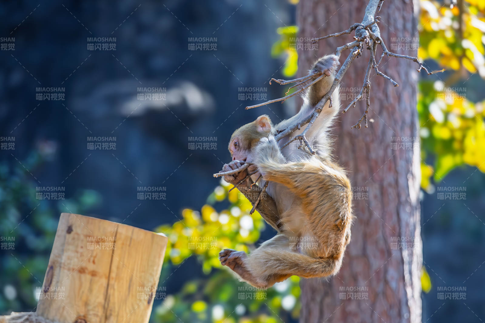 猴子倒挂吃东西图片