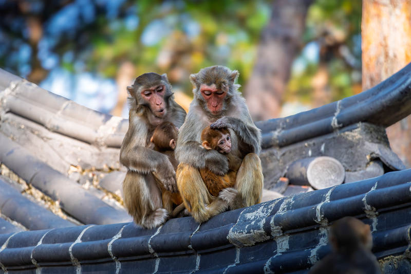 猴群屋顶温馨时刻图片