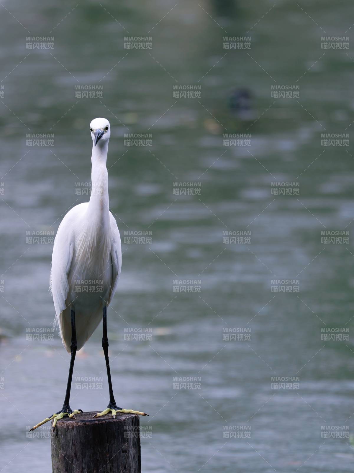 白鹭立木桩图片