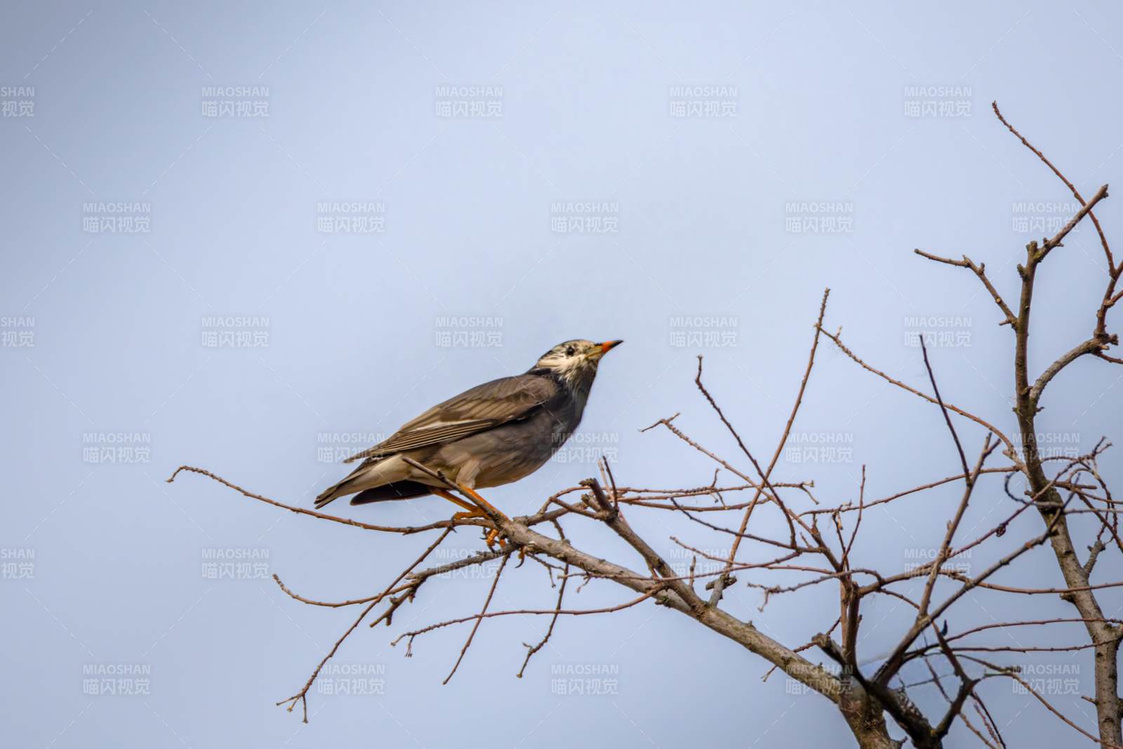 灰椋鸟栖枝头图片