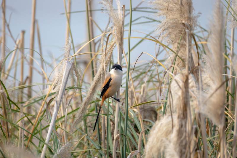 芦苇丛中的小鸟伯劳图片