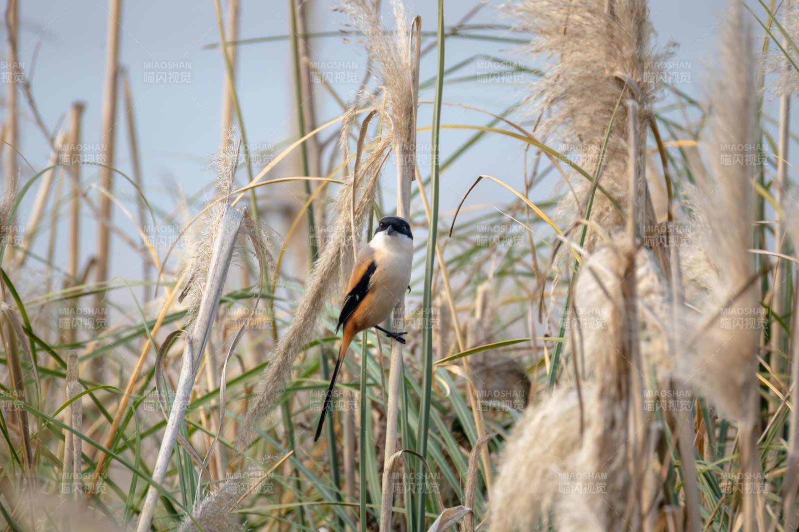 芦苇丛中的小鸟伯劳图片
