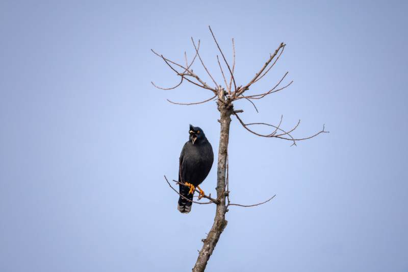八哥孤鸟栖枝头图片