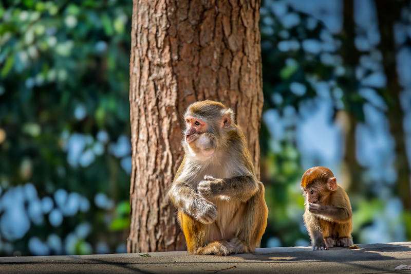 猴子母子树下休憩图片