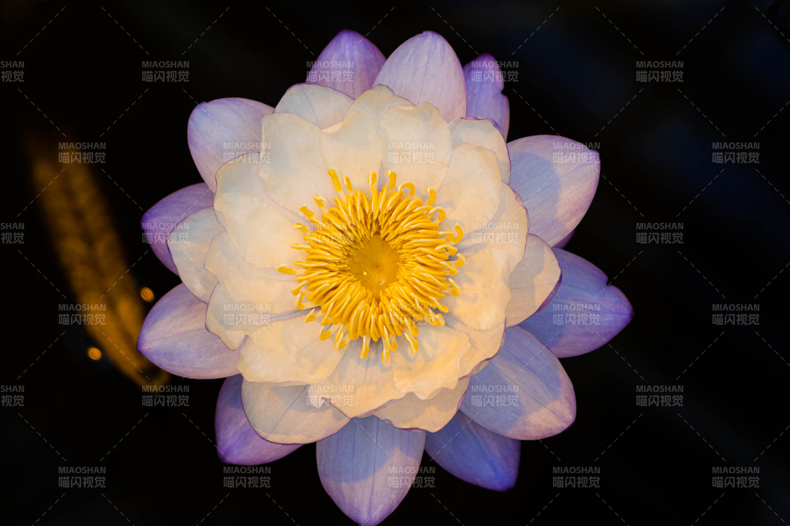 莲花绽放夜色中图片