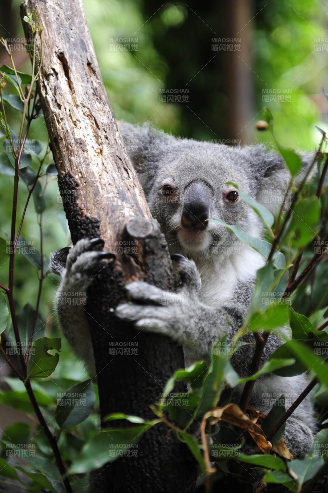 树上萌趣考拉图片