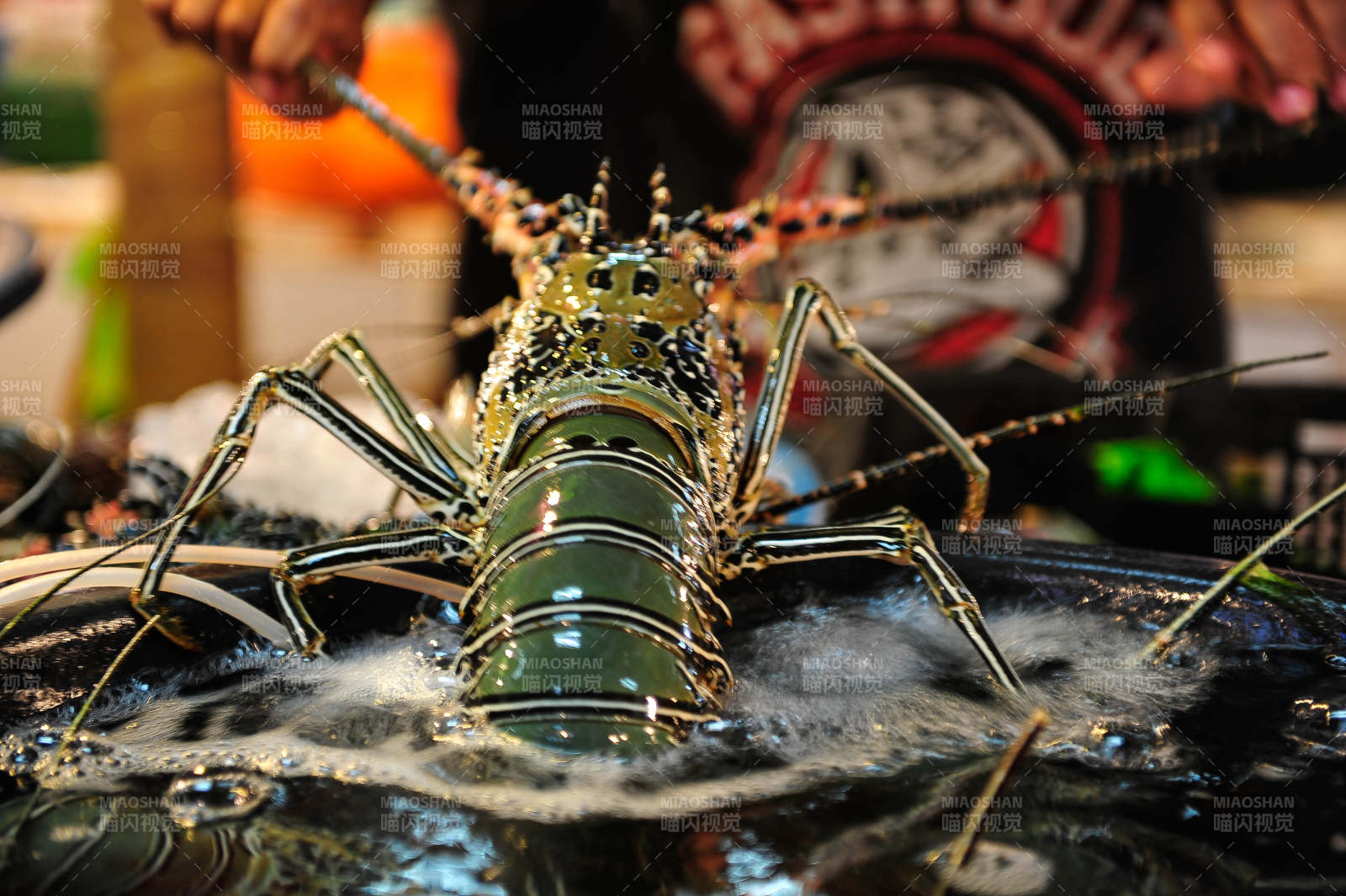 活龙虾特写图片