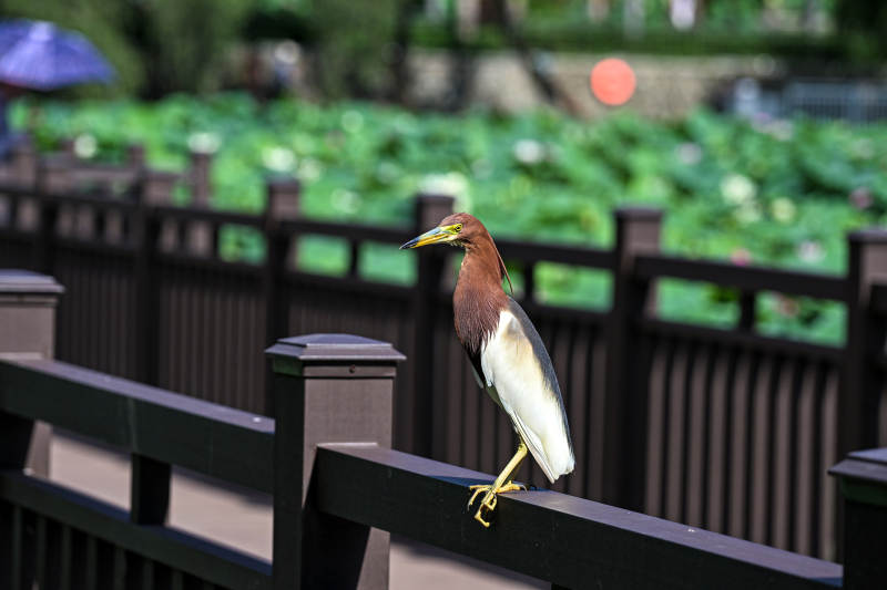 池鹭栖息栏杆上图片