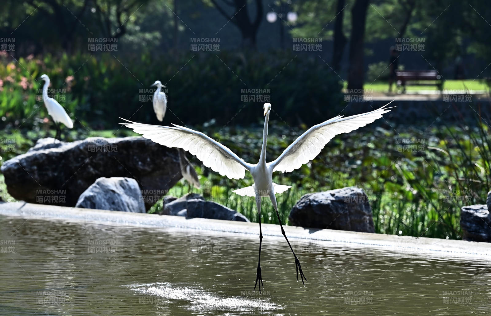 湿地白鹭展翅飞翔图片