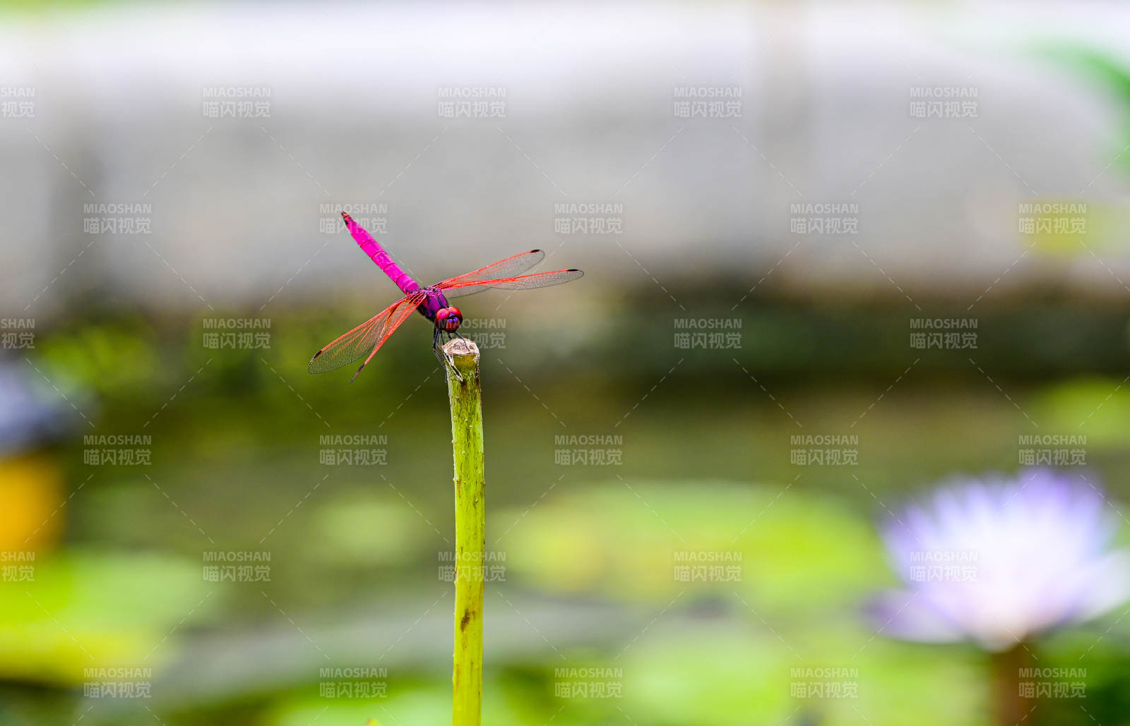 紫红蜻蜓栖枝头图片