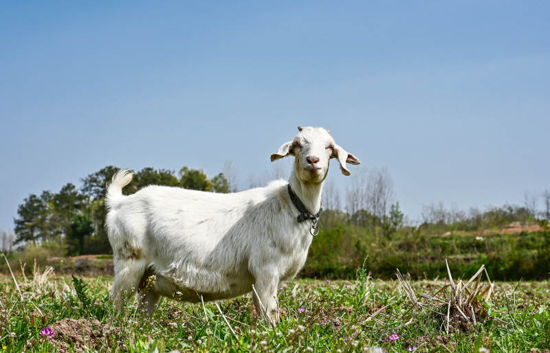 白羊草地上吃草图片