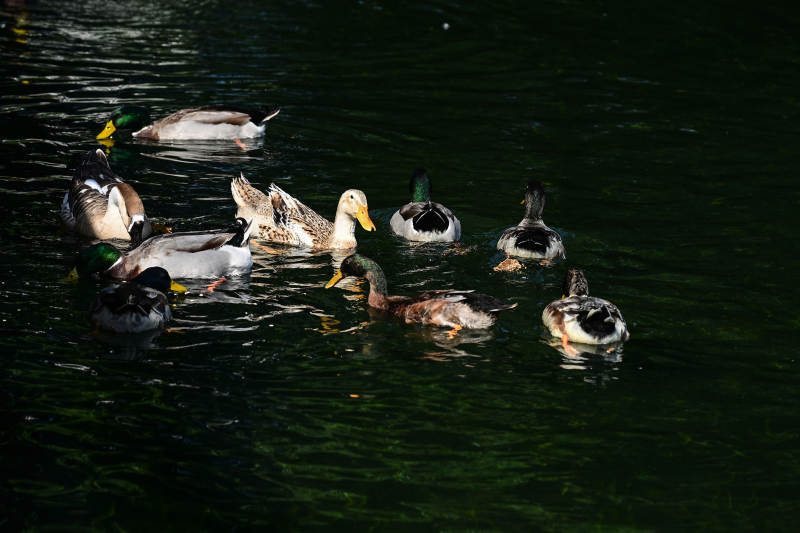 湖上鸭群悠游图片