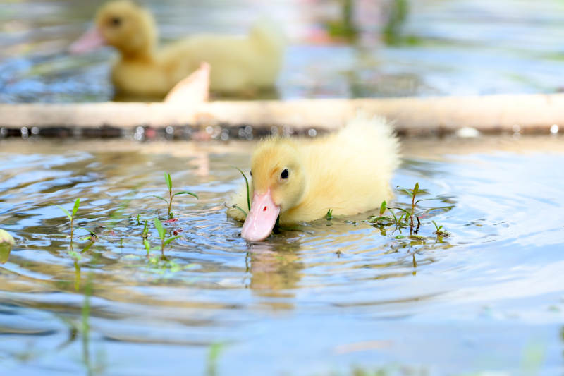 小鸭戏水觅食图片