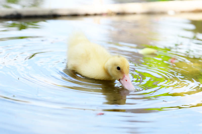 小鸭戏水图片