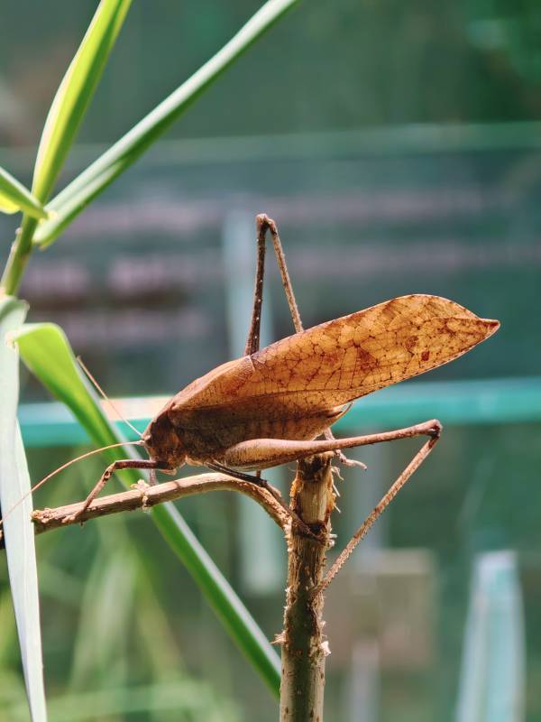 叶䗛栖息枝头图片
