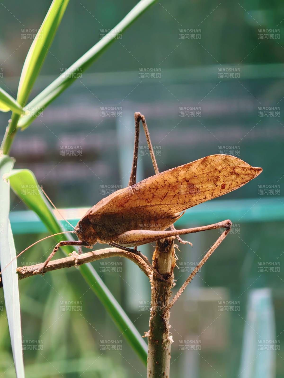 叶䗛栖息枝头图片