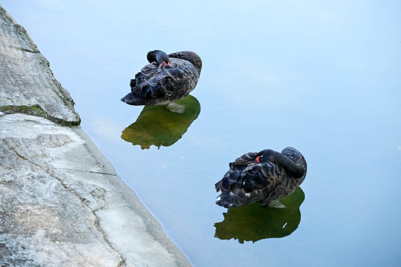 黑天鹅静卧水面图片