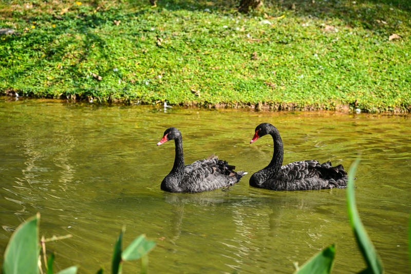 黑天鹅悠游湖面图片