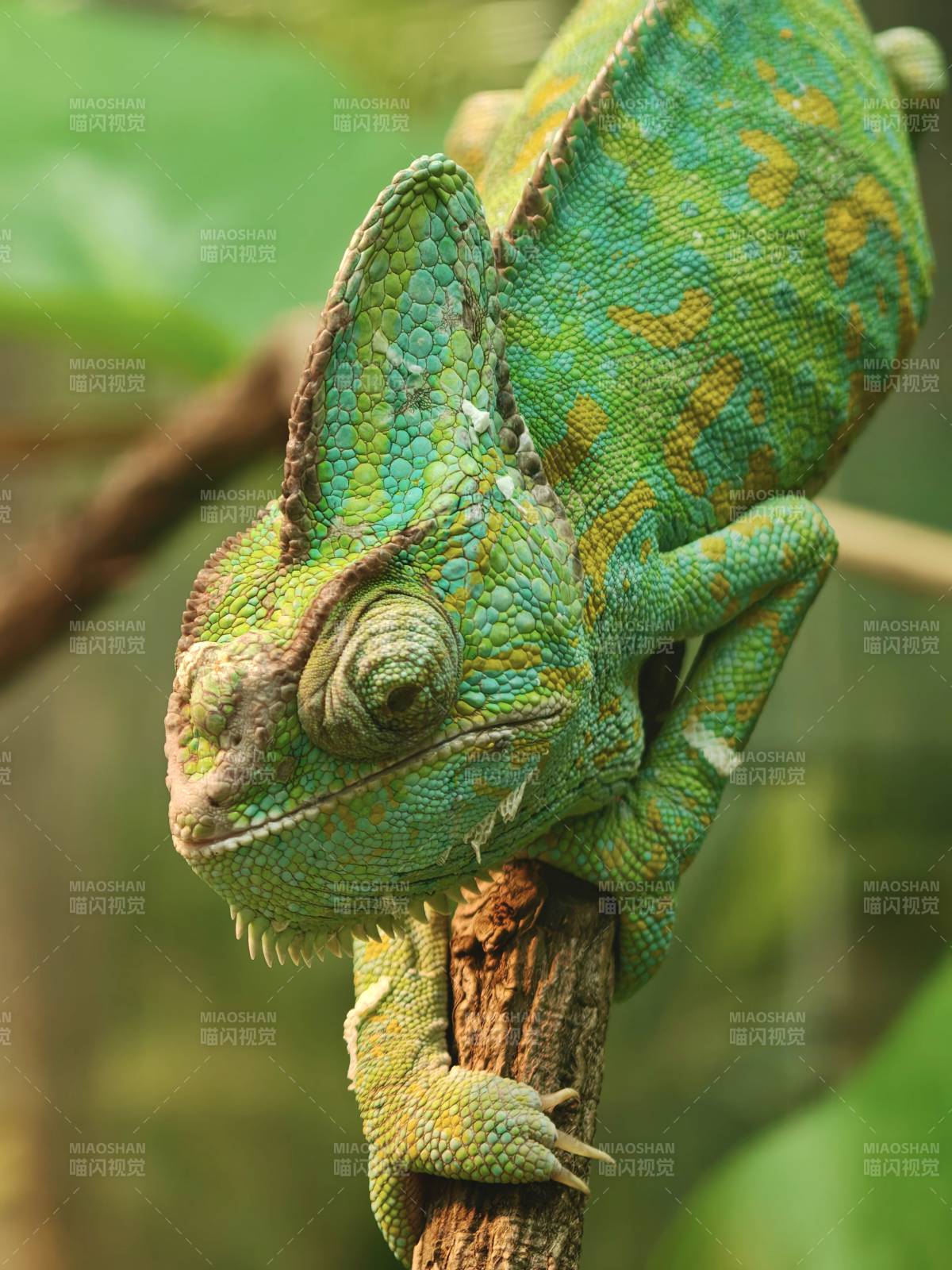 绿色变色龙栖息枝头图片