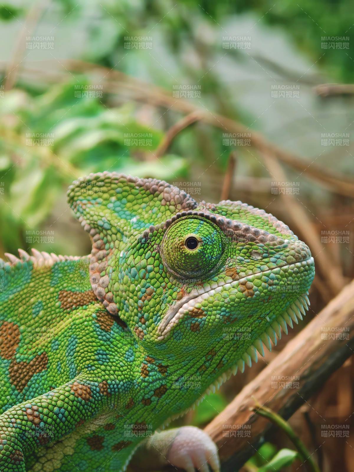 变色龙特写图片