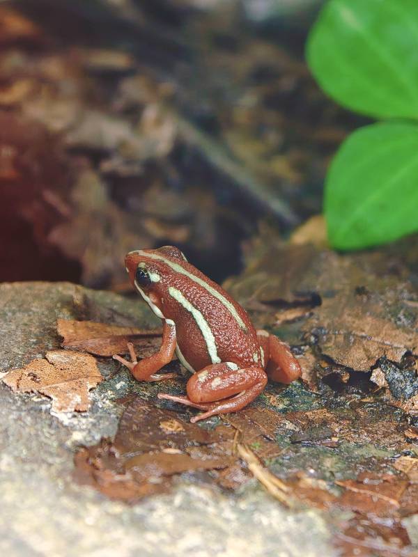 红白相间小蛙图片
