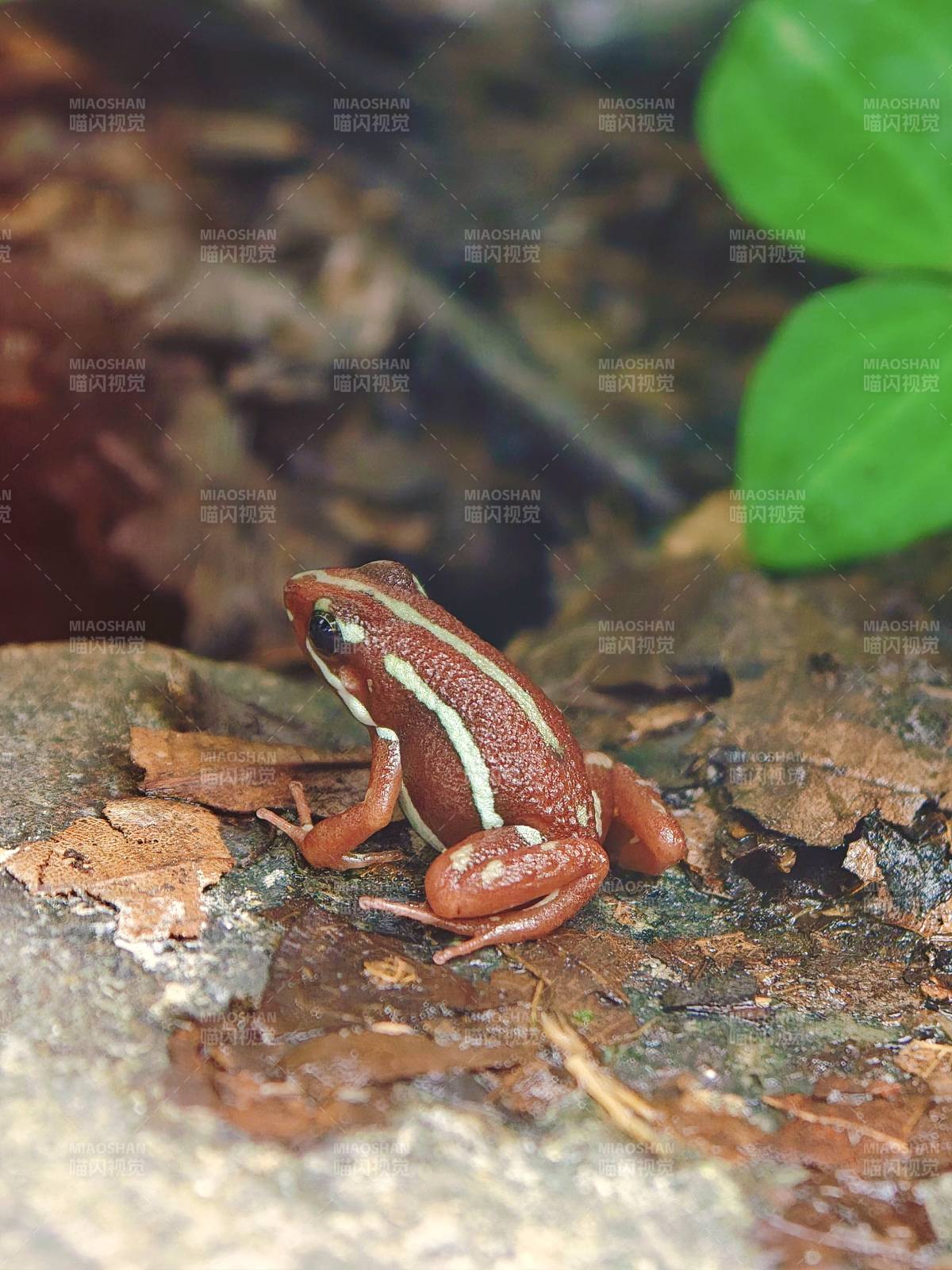 红白相间小蛙图片