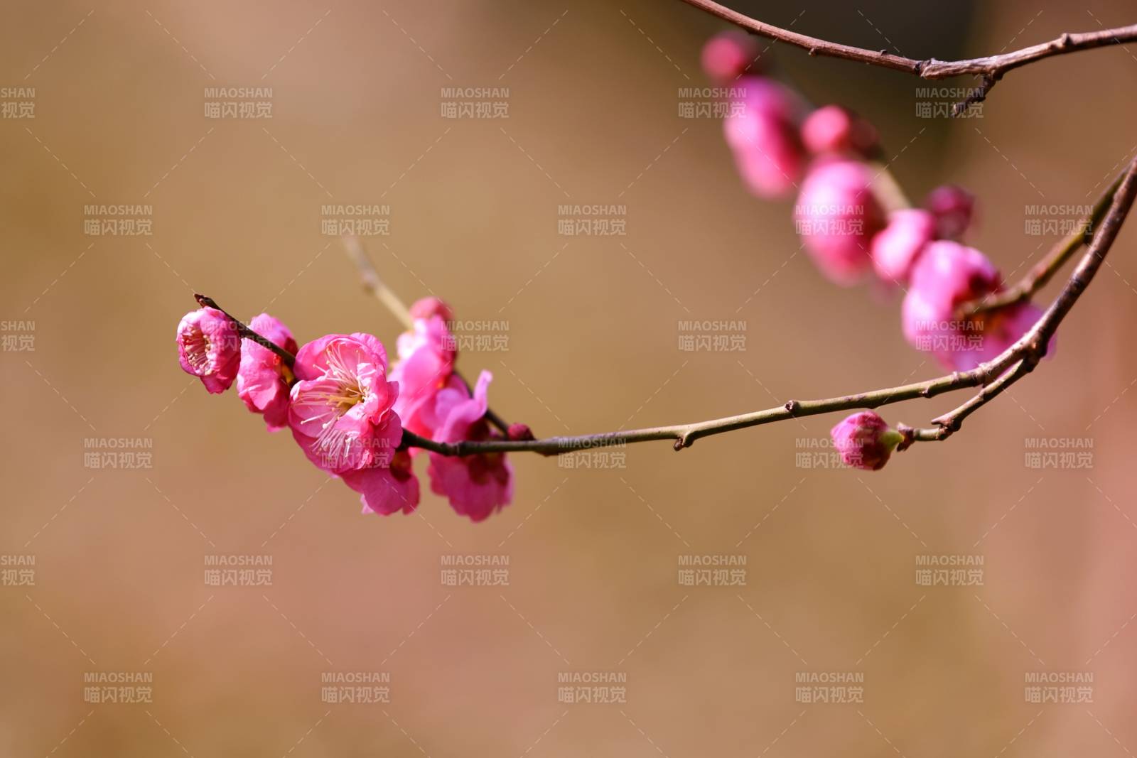 梅花绽放枝头图片