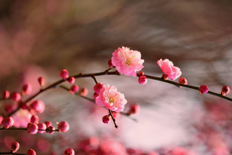 梅花绽放春意浓图片