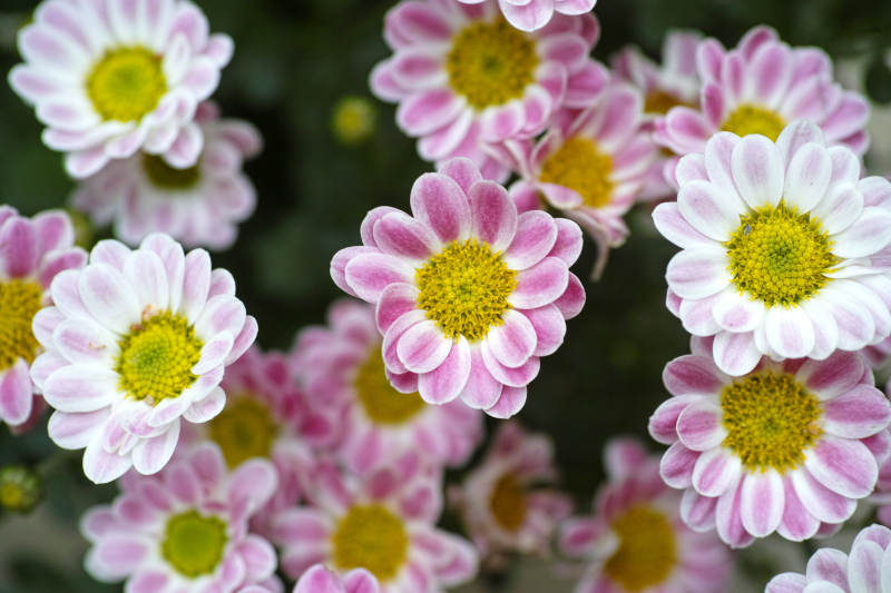 粉白雏菊绽放图片