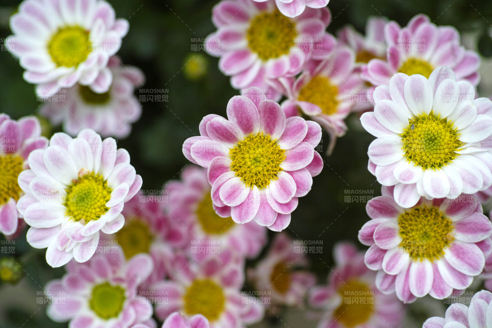 粉白雏菊绽放图片