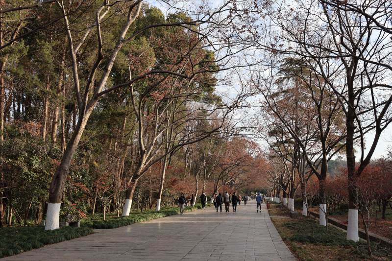 林荫道上行人悠然图片