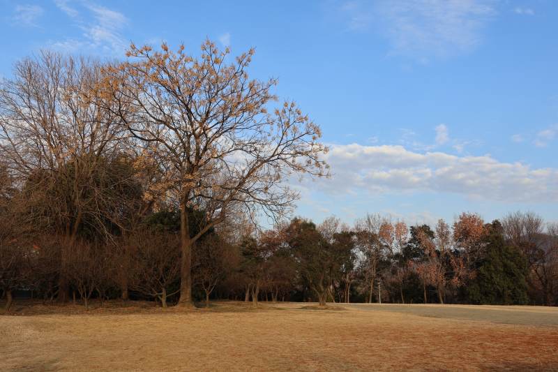 冬日公园枯树景图片