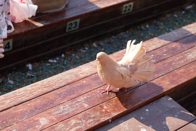 木凳上的白鸽图片