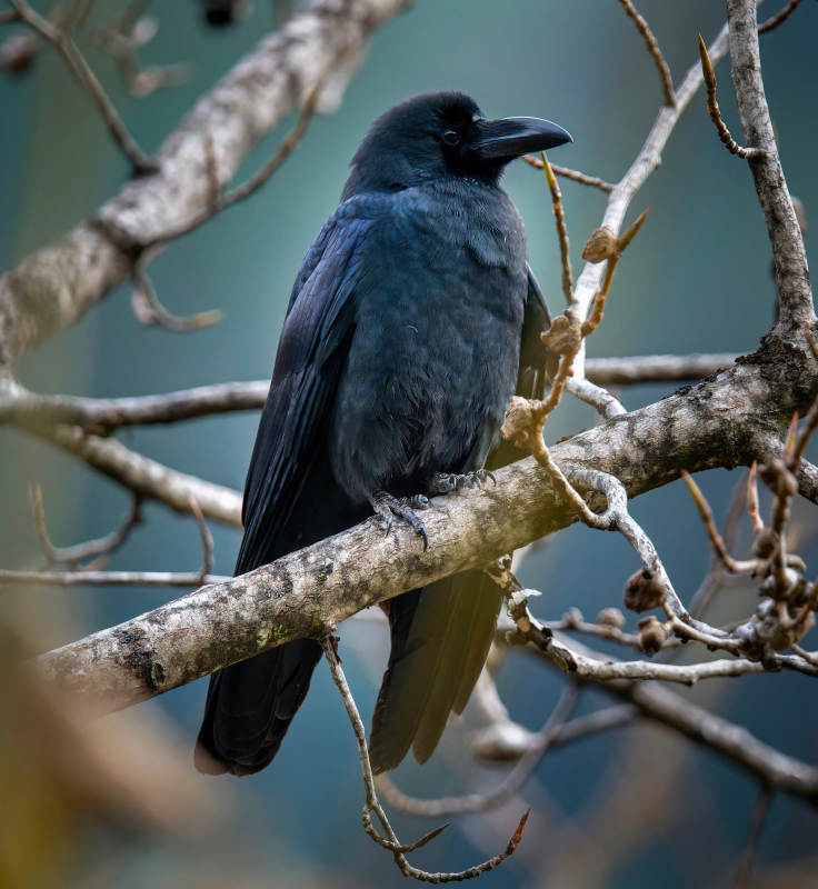 乌鸦栖枝头图片