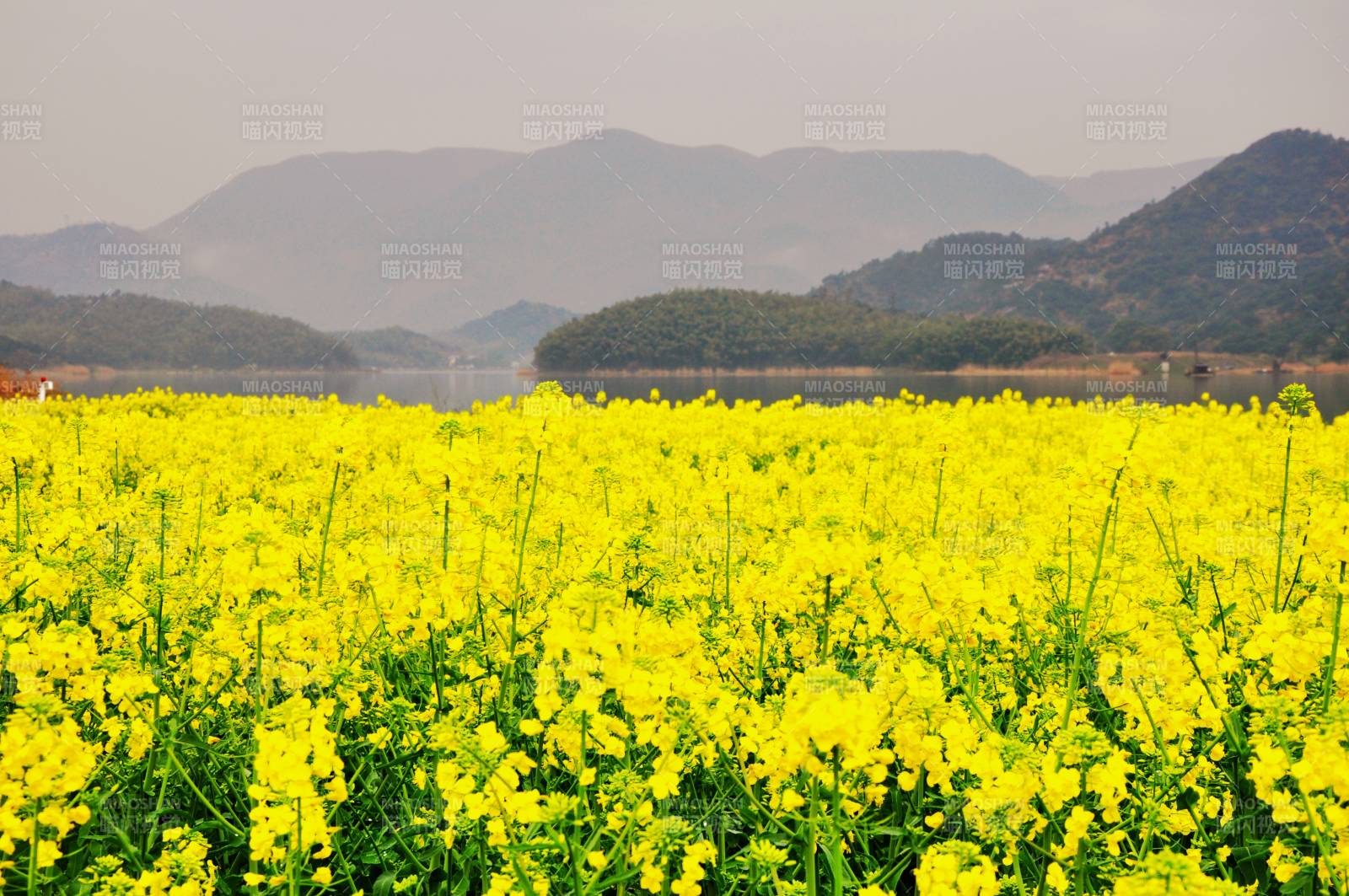 油菜花海映山峦图片