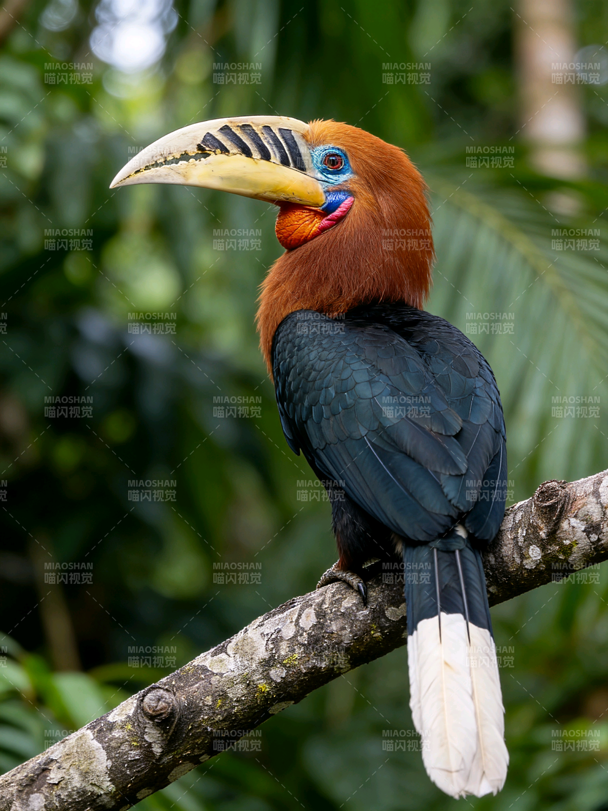 花冠皱盔犀鸟图片