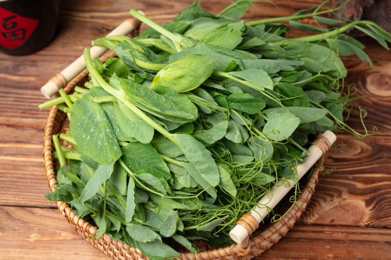 新鲜豌豆苗图片