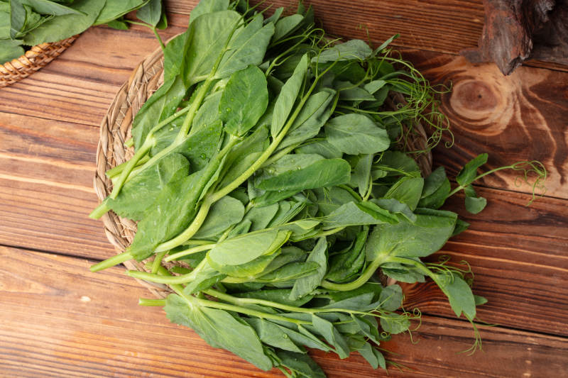 新鲜豌豆苗图片