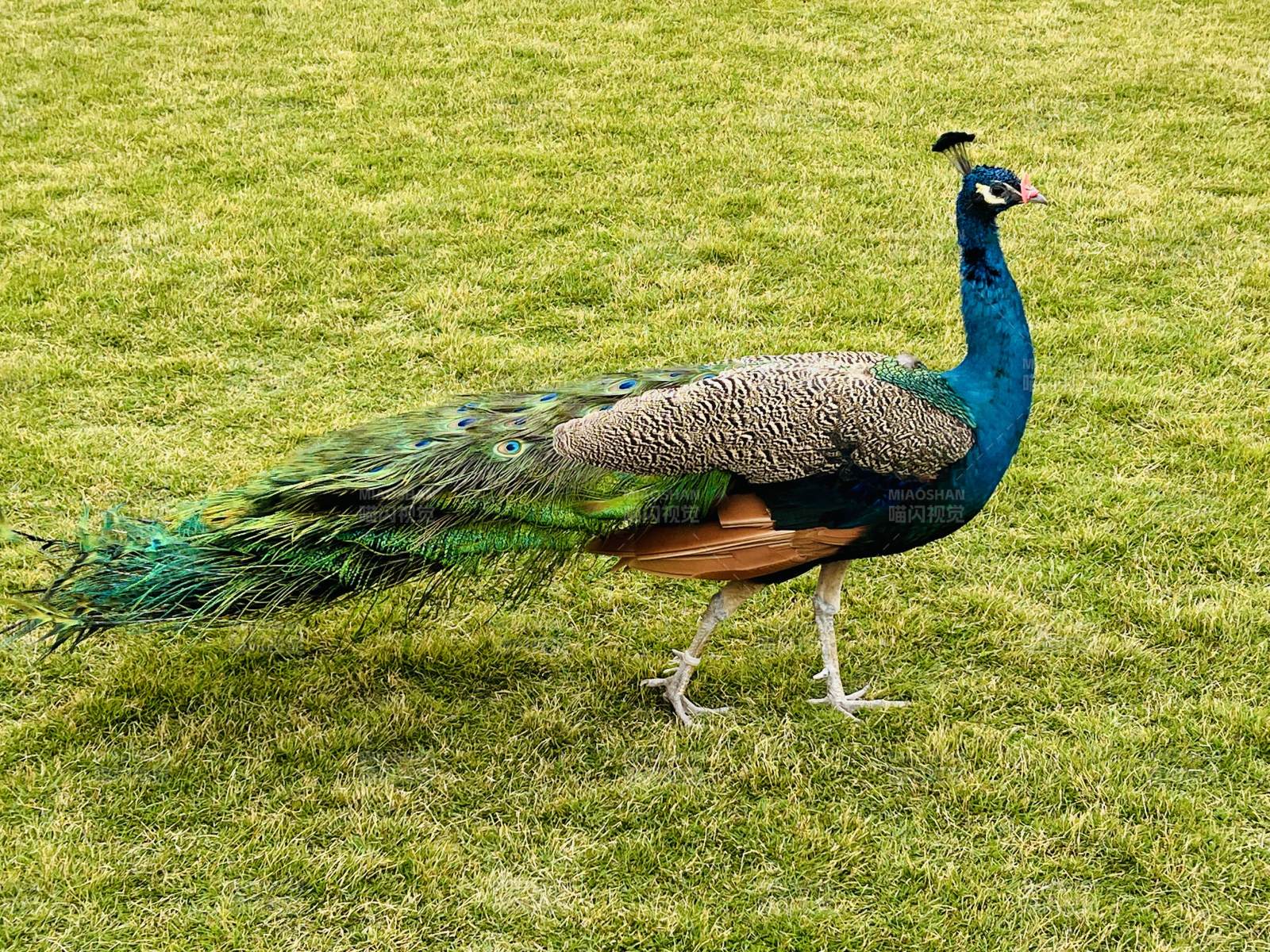 孔雀在草地上图片