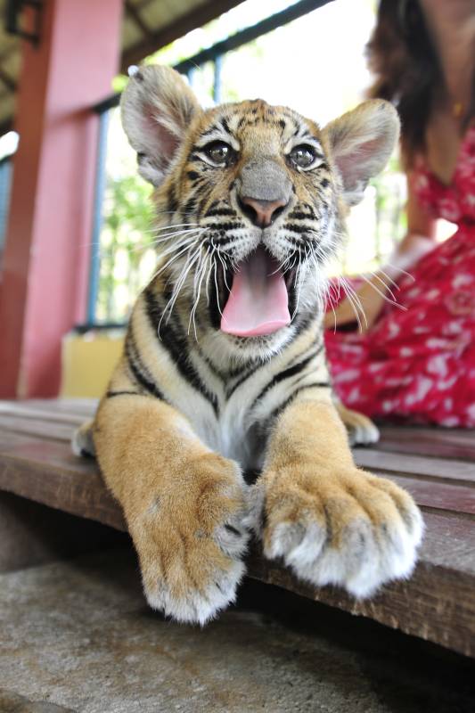 小虎张嘴萌态十足图片