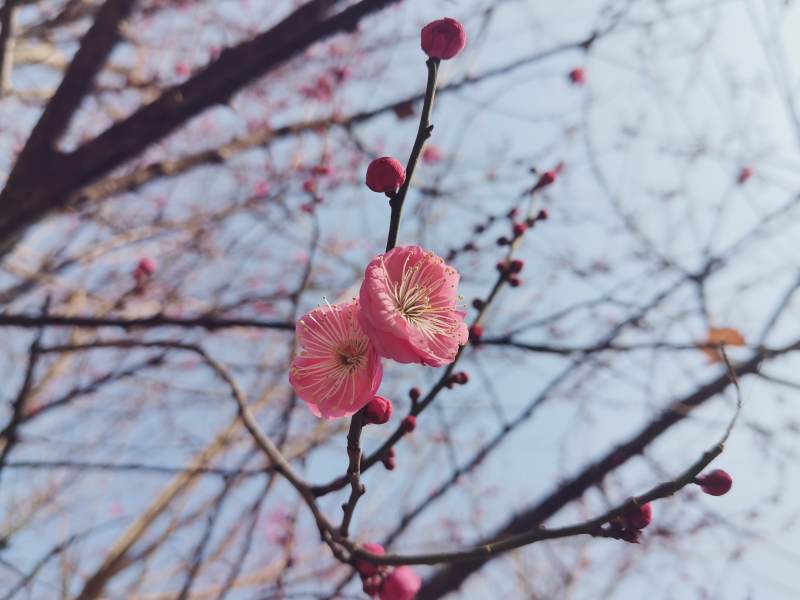 梅花绽放枝头图片