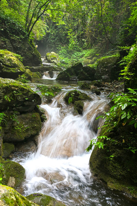 溪流穿林 绿意盎然图片