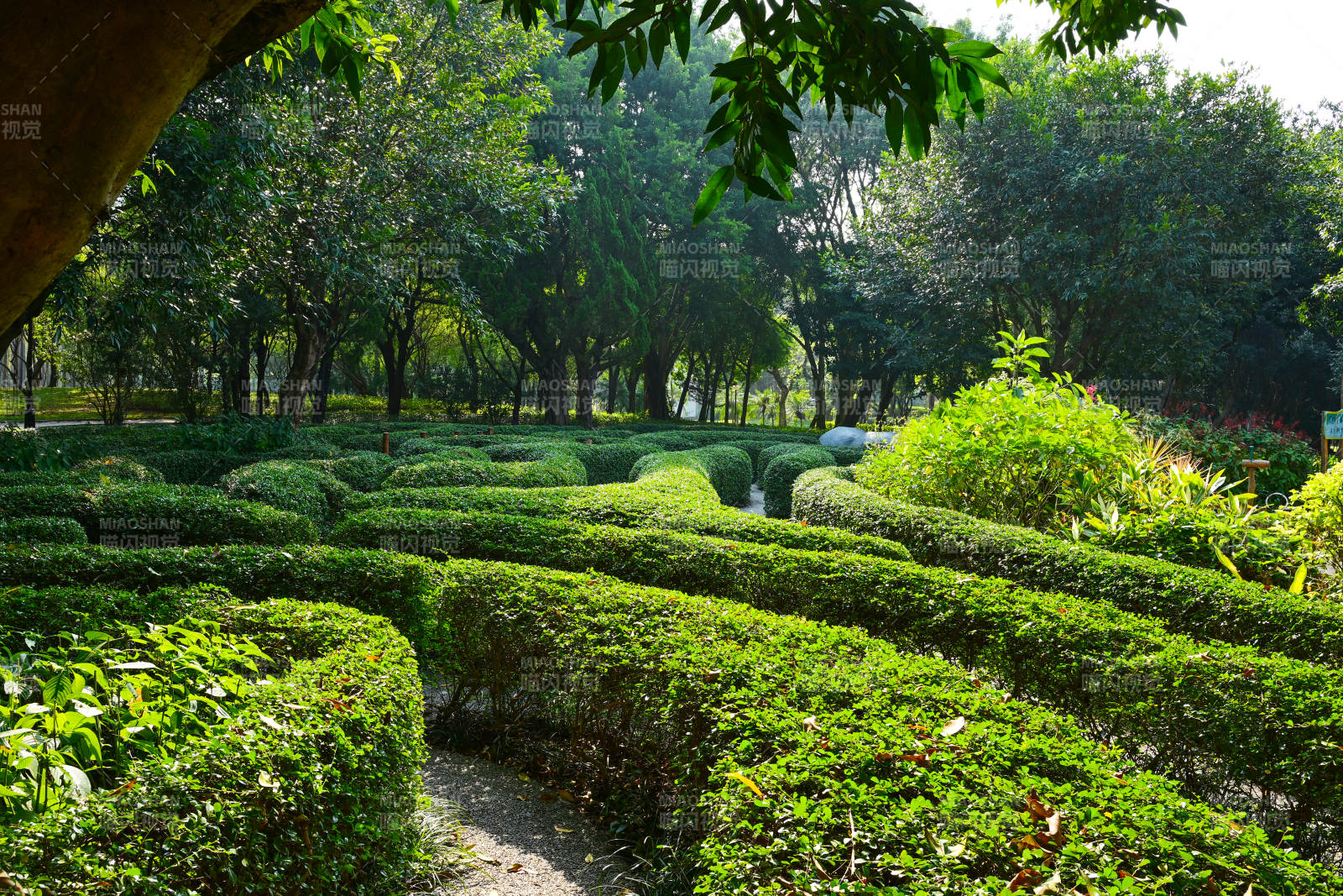绿意盎然的迷宫花园图片