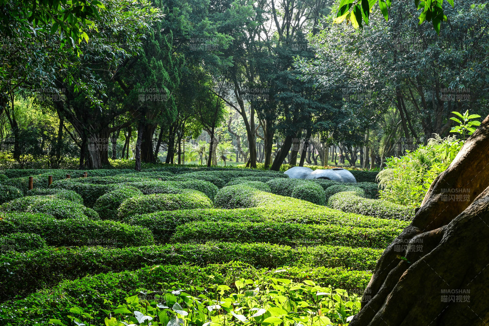 绿意盎然的茶园图片