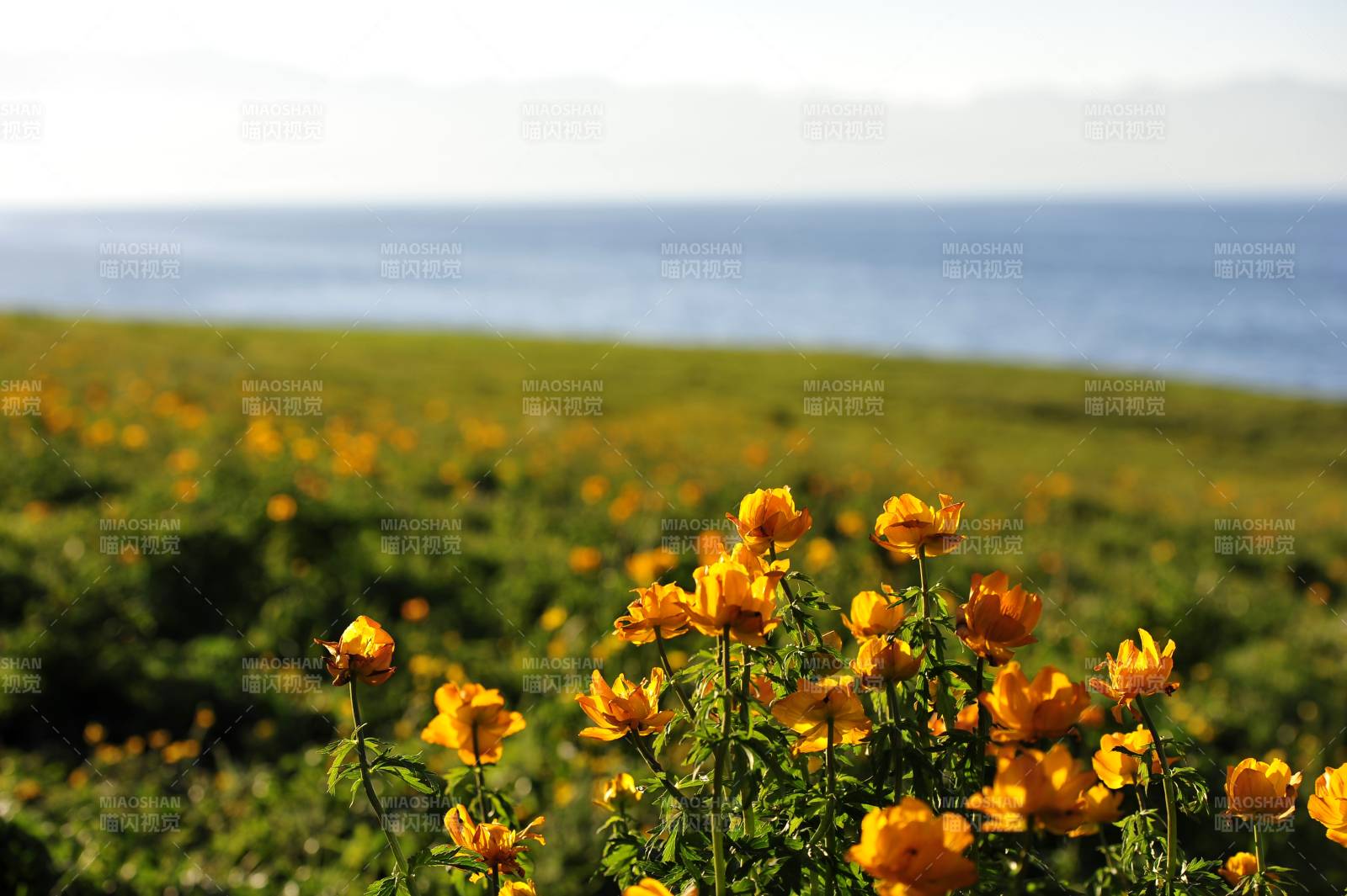 新疆海边花海绽放图片