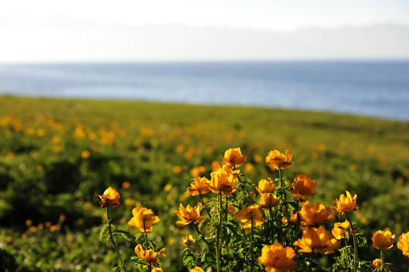 海边花海绽放图片