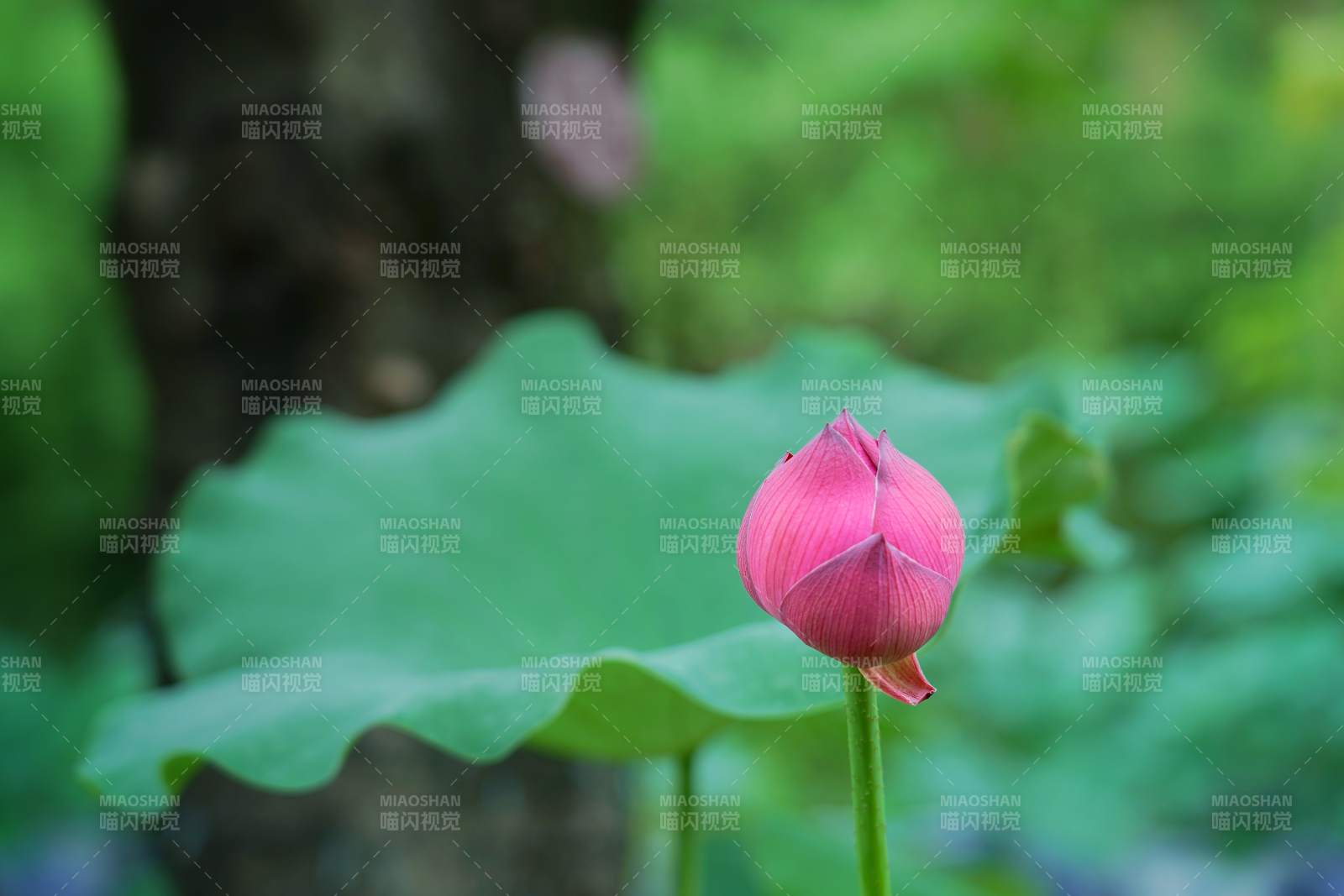 粉莲初绽绿叶间图片