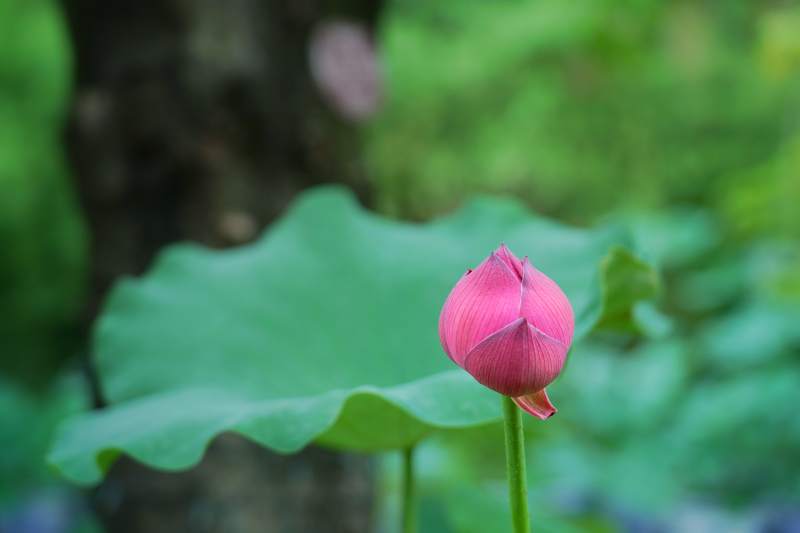 粉莲初绽绿叶间图片