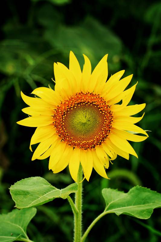 向日葵绽放图片